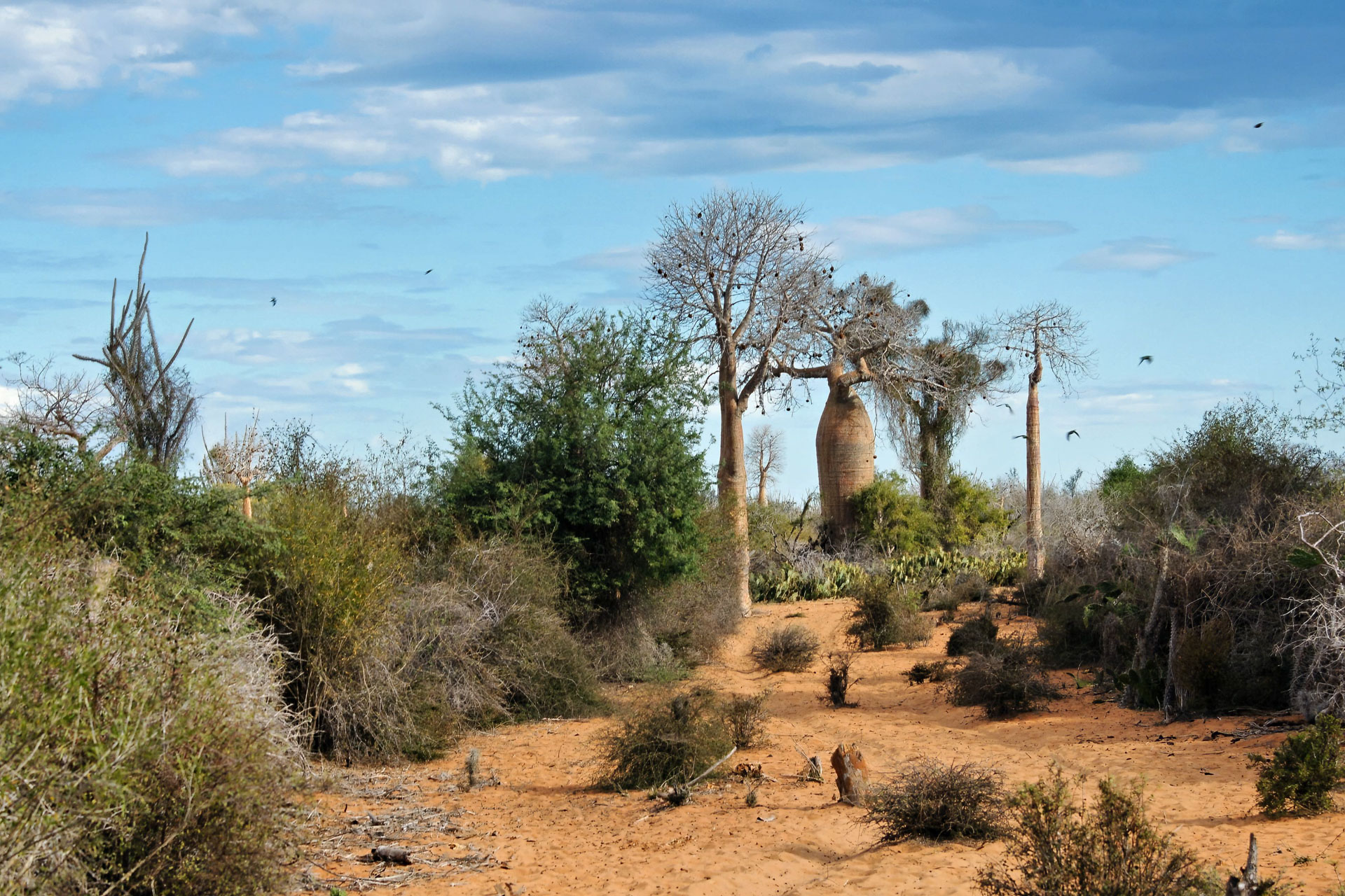 Dornenwald mit Baobab-Bäumen